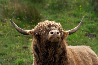 Scottish highland bull clipart