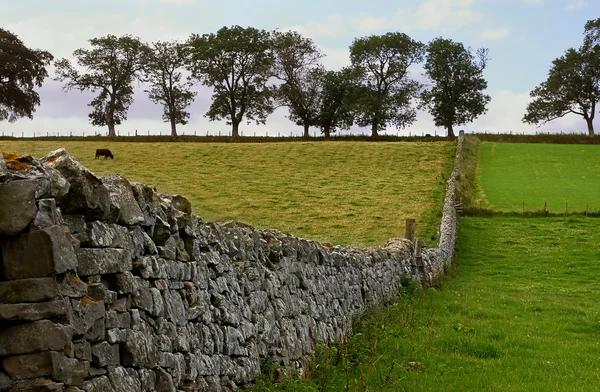 Pradera inglesa — Foto de Stock