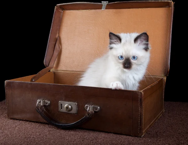 Kotek podróży — Zdjęcie stockowe