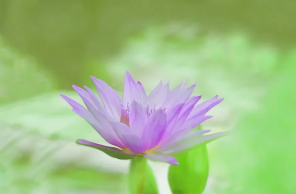 Monet lily — Stok fotoğraf
