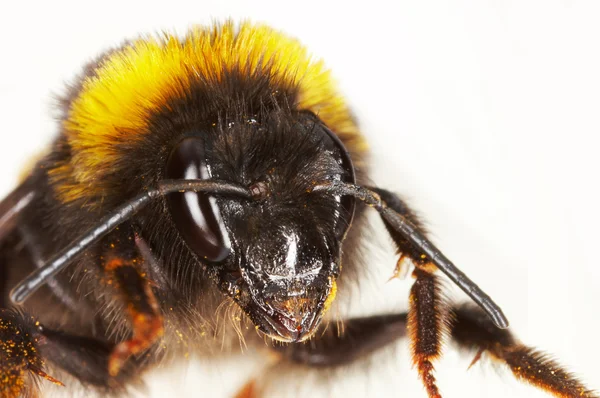 Rosto de uma abelha — Fotografia de Stock
