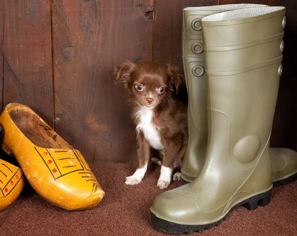 Chihuahua i buty — Zdjęcie stockowe