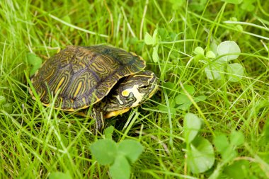 otların arasında turtle