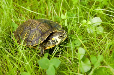 Turtle in grass clipart