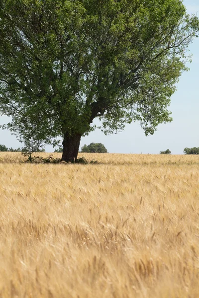 Літній пшенична сфера — стокове фото