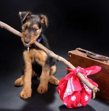 Travelling terrier clipart