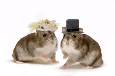 Hamster wedding clipart