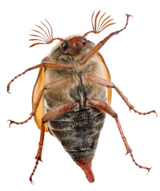 maybug göbek