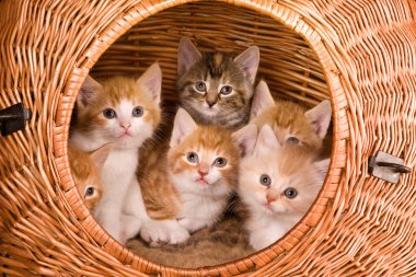 Six in a basket clipart