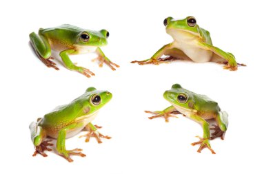 Four frogs on white clipart