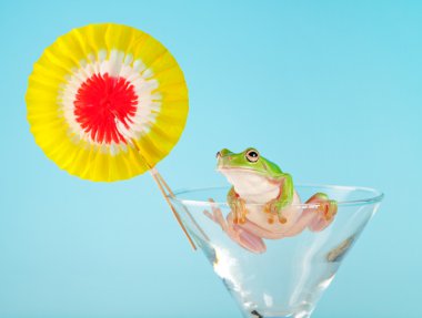 Tree frog having a party clipart