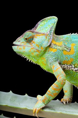 Yemen Chameleon clipart