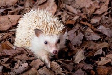 Pygmy hedgehog clipart