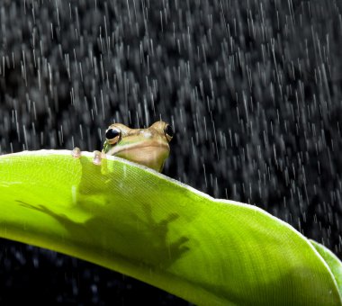 Frog in the rain clipart