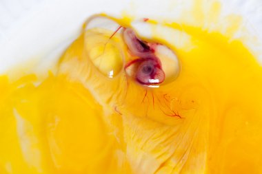 Bird embryo clipart