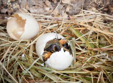 Duck peeping out of egg clipart