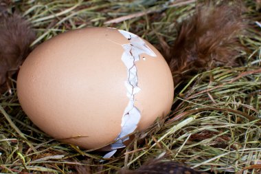 Hatching chick in nest clipart