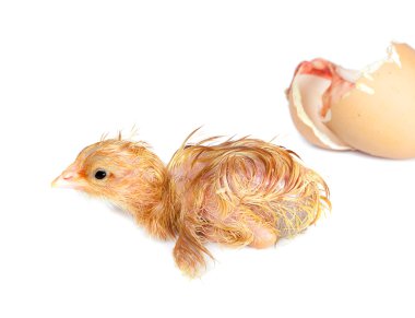 Newborn chick on white clipart