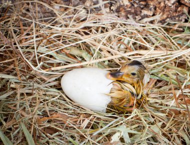 Hatching of a duckling clipart