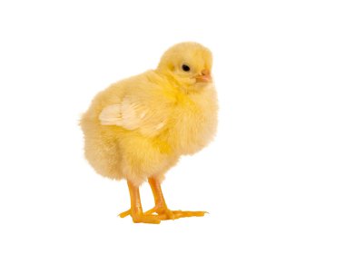 Fluffy easter chick clipart