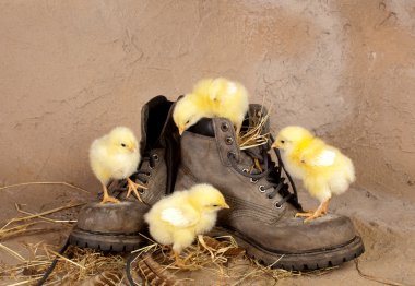 Four easter chicks climbing shoes clipart