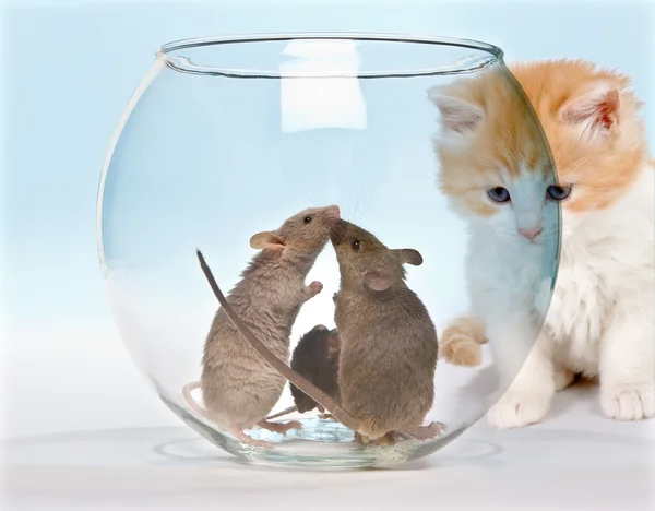 Verleiding kitten — Stockfoto