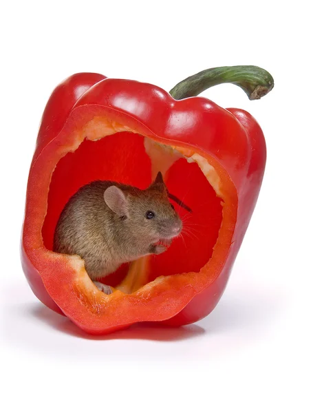 Горячая мышь — стоковое фото