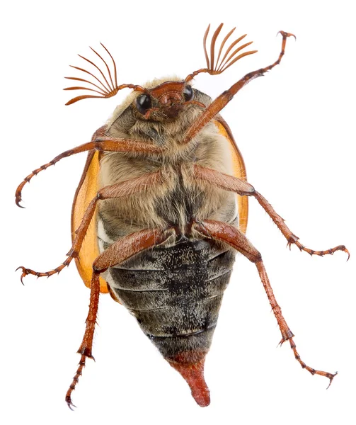 Maybug brzuch — Zdjęcie stockowe