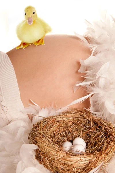 Barriga grávida com ninho e ovos — Fotografia de Stock