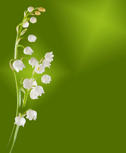 Lily-of-the-valley twig — Stock Photo, Image