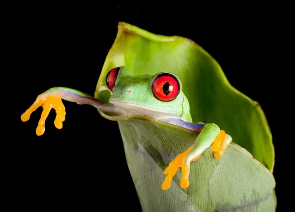 stock image Frog hanging out