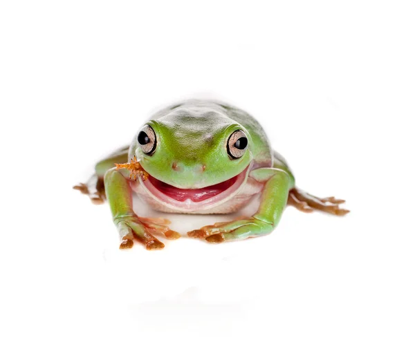 Eating tree frog — Stock Photo, Image