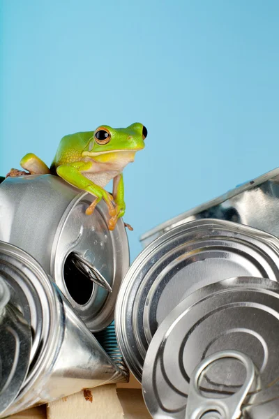 Ekologia żaba — Zdjęcie stockowe