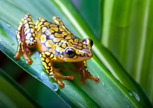 Harlequin poison dart frog — Stock Photo, Image