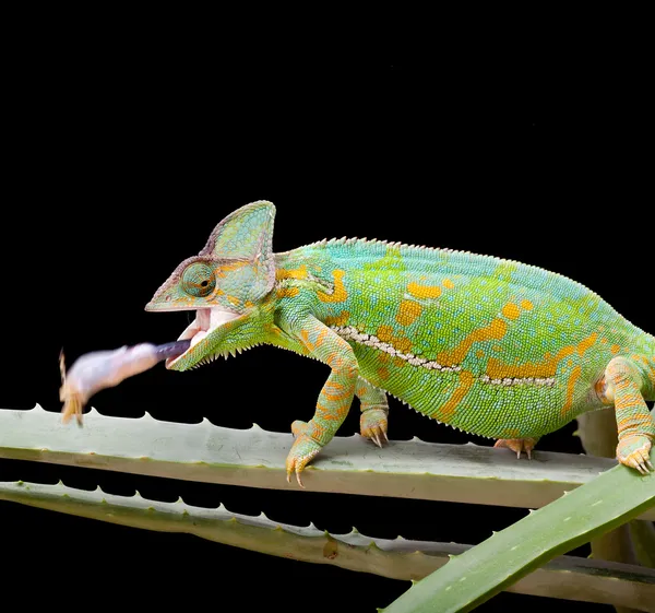 Chameleona Jemen — Stock fotografie