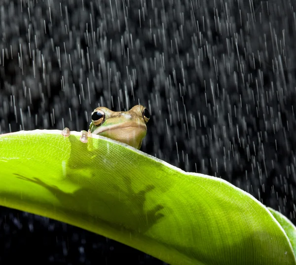 Frosk i regnet. – stockfoto