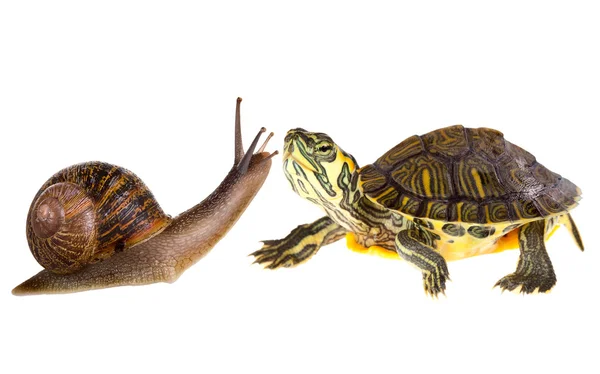 Amphibian tartaruga e caracol amor — Fotografia de Stock