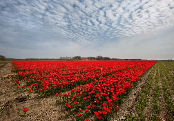 Tulipanes en los Países Bajos — Foto de Stock