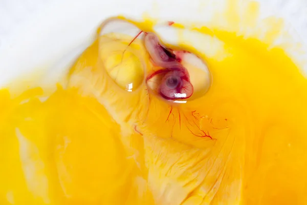Птах ембріонів — стокове фото