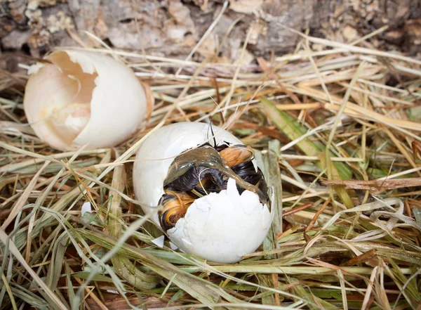 Ente guckt aus dem Ei — Stockfoto
