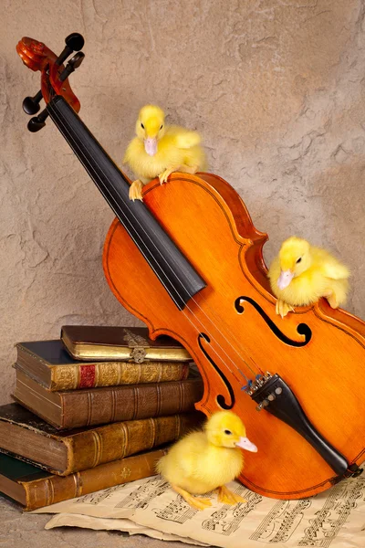 Klasik keman üzerinde ördek yavrusu — Stok fotoğraf