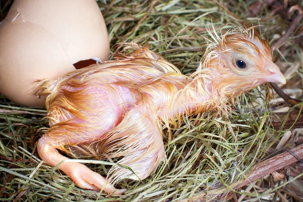 stock image First steps of a chick