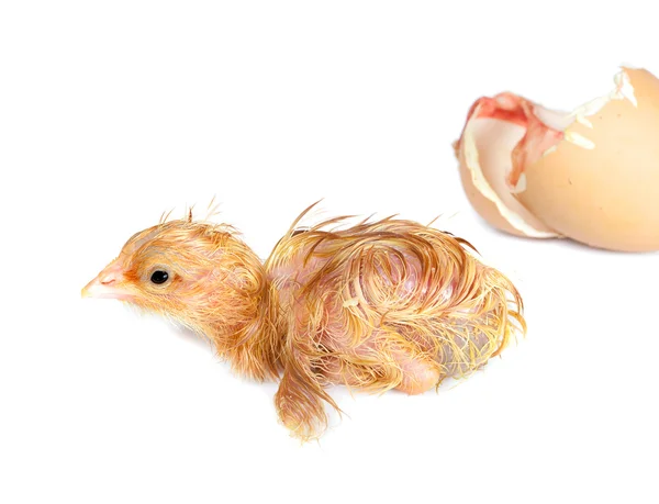 Pasgeboren chick op wit — Stockfoto