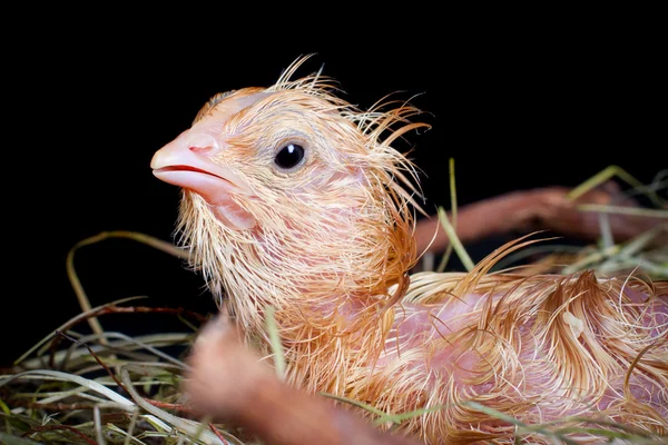 Nieuwsgierig natte chick — Stockfoto