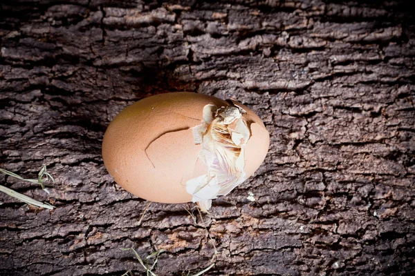 Вылупляющиеся яйца — стоковое фото