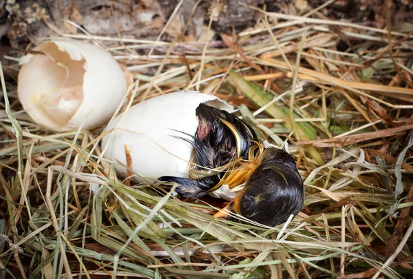 最后孵化的小鸭的努力 — 图库照片