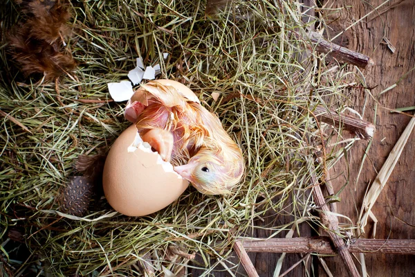 Yellow chick birth — Stock Photo, Image