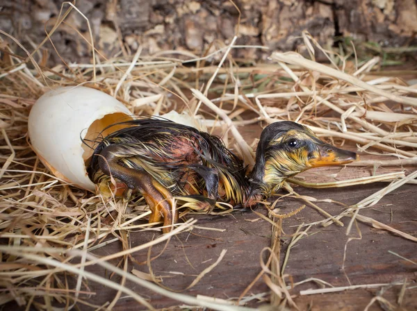 休息后孵化的小鸭 — 图库照片