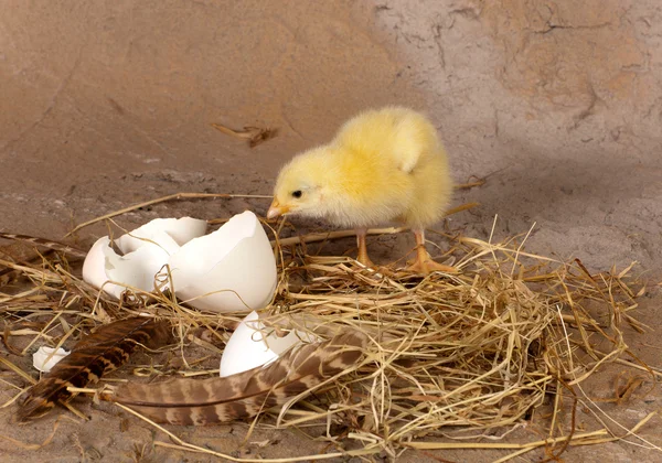 Chick dejando la cáscara de huevo — Foto de Stock