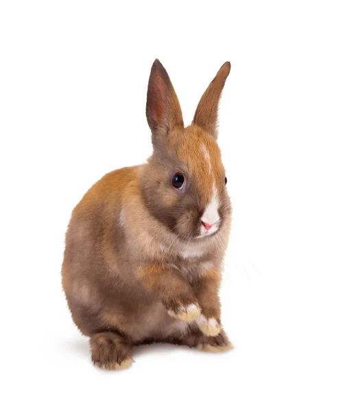 Rabbit baby — Stock Photo, Image